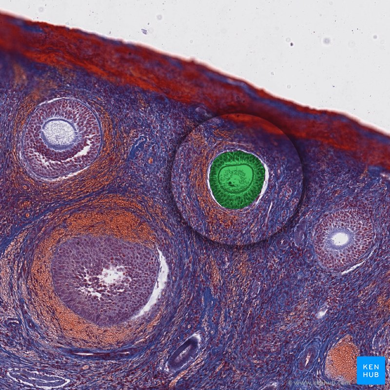 Secondary follicle - histological slide