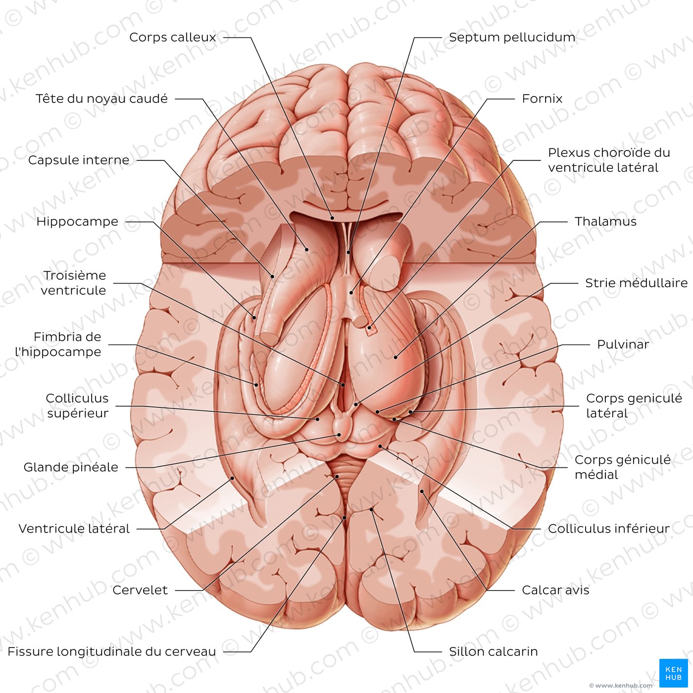 Thalamus and related structures (superior view)