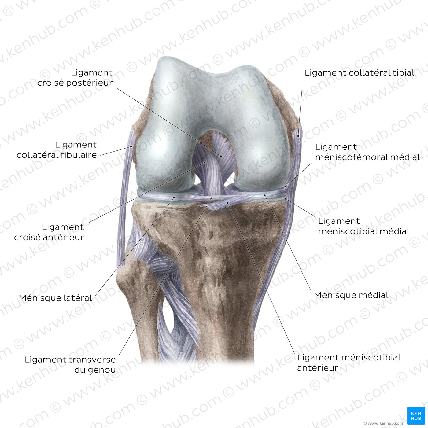 Articulation du genou : ligaments intracapsulaires et ménisques (vue antérieure)