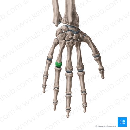 Cabeça do 4.º metacarpal (Caput ossis metacarpi 4); Imagem: Yousun Koh