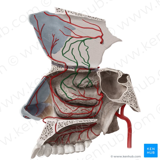 Ramas nasales laterales y septales de la arteria etmoidal posterior (Rami septales et nasales laterales arteriae ethmoidalis posterioris); Imagen: Begoña Rodriguez