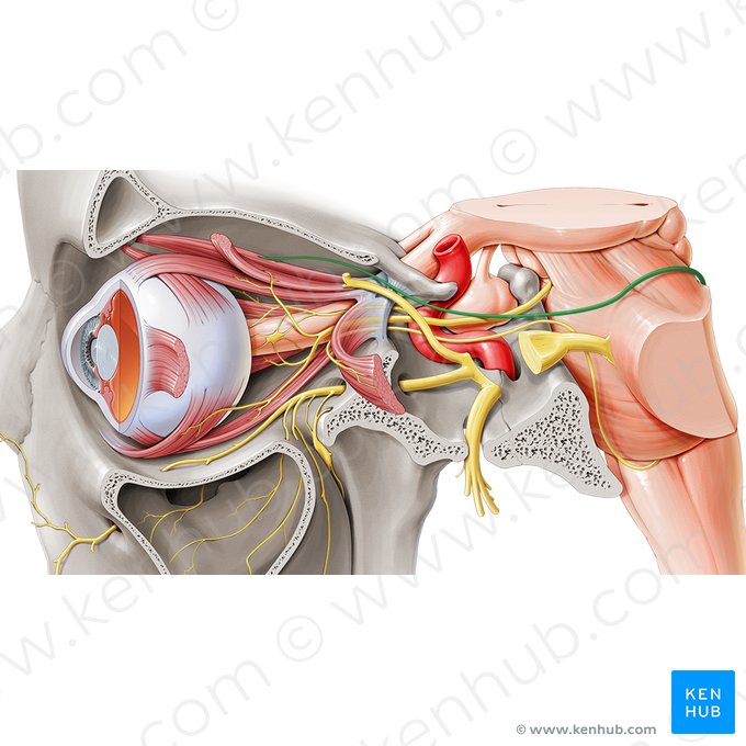 Trochlear nerve (Nervus trochlearis); Image: Paul Kim