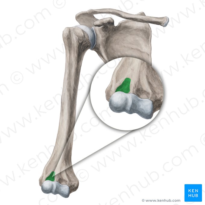 Radial fossa of humerus (Fossa radialis humeri); Image: Yousun Koh