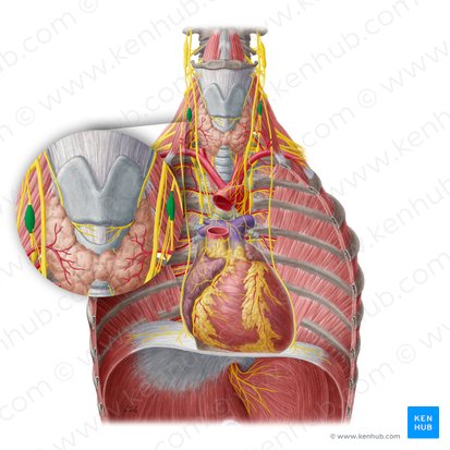 Ganglion cervicale medium (Mittleres Halsganglion); Bild: Yousun Koh