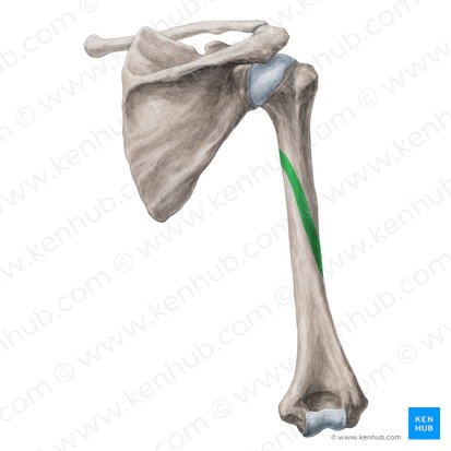 Sulcus nervi radialis humeri (Furche des Speichennervs); Bild: Yousun Koh