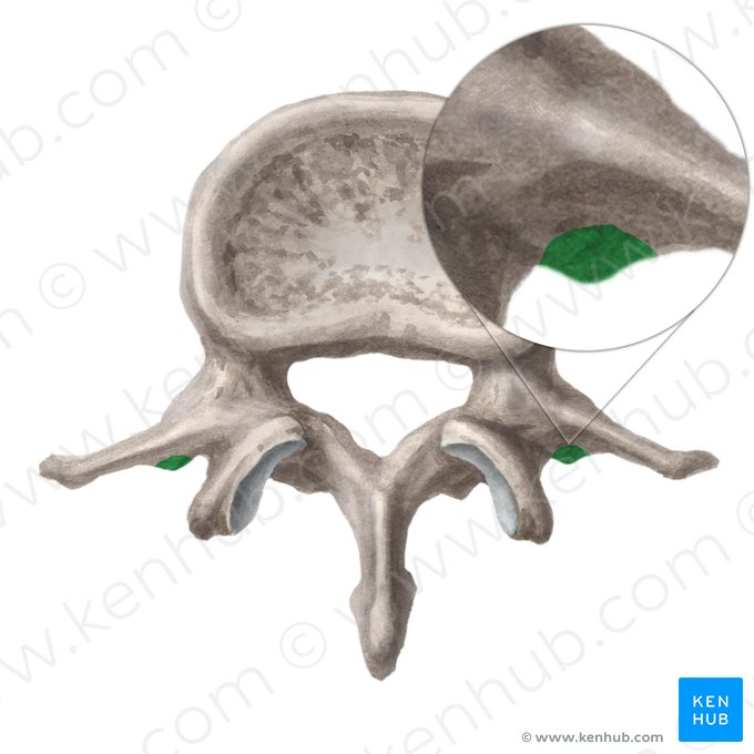 Processo acessório da vértebra lombar (Processus accessorius vertebrae lumbalis); Imagem: Liene Znotina