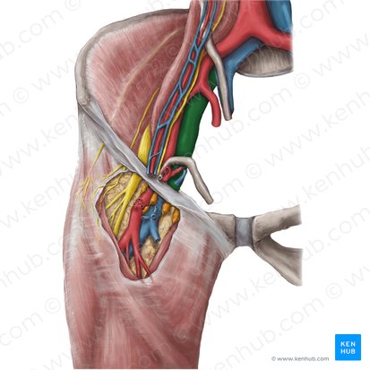 Vena ilíaca externa (Vena iliaca externa); Imagen: Hannah Ely