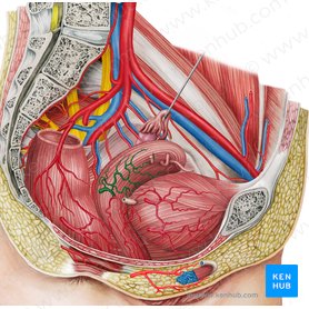 Arteria uterina dextra (Rechte Gebärmutterarterie); Bild: Irina Münstermann