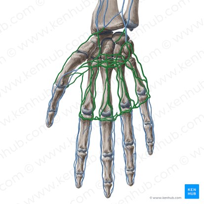 Arcos venosos palmares superficial e profundo (Arcus venosus palmaris superficialis et profundus); Imagem: Yousun Koh