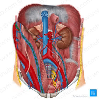 Arteria ovarica sinistra (Linke Eierstockarterie); Bild: Irina Münstermann