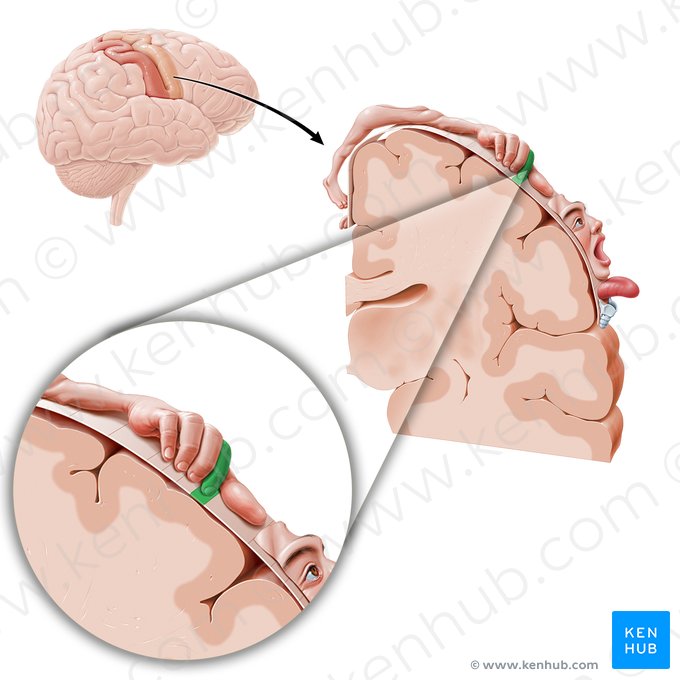 Motor cortex of index finger (Cortex motorius indicis); Image: Paul Kim