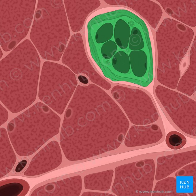 Muscle spindle (Fusus neuromuscularis); Image: Tal Bavli Ziv