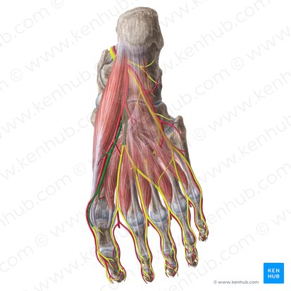 Nervus plantaris medialis (Innerer Fußsohlennerv); Bild: Liene Znotina