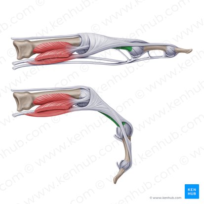 Falange proximal de la mano (Phalanx proximalis manus); Imagen: Paul Kim