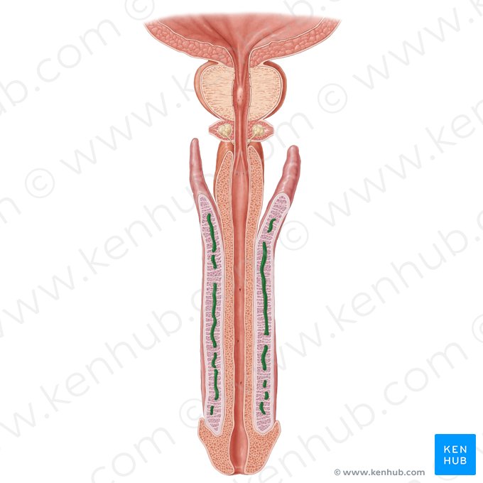 Artéria profunda do pênis (Arteria profunda penis); Imagem: Samantha Zimmerman