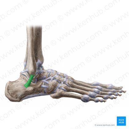 Ligamento calcaneofibular (Ligamentum calcaneofibulare); Imagen: Liene Znotina
