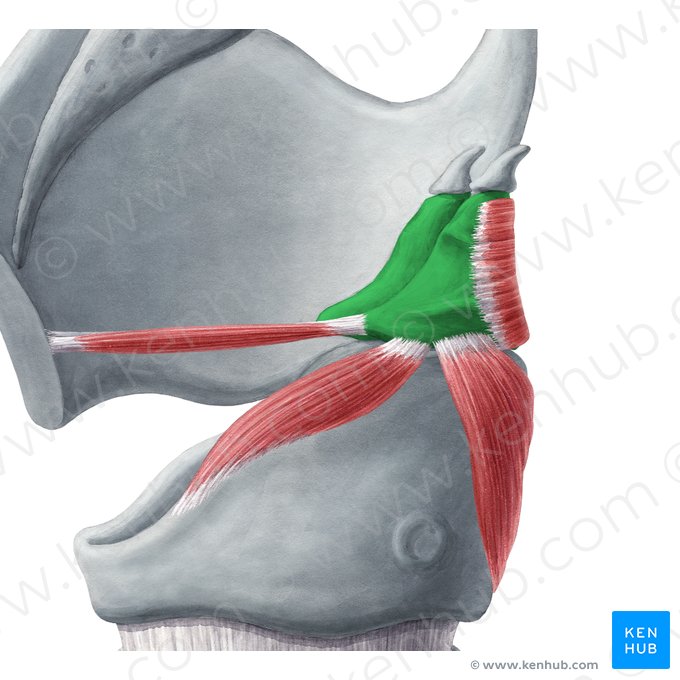 Cartilagem aritenóidea (Cartilago arytenoidea); Imagem: Yousun Koh