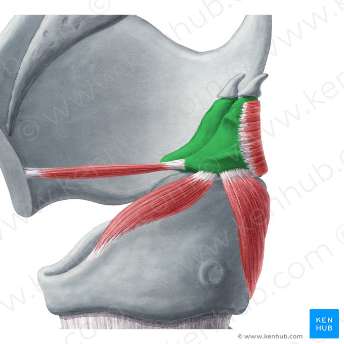 Arytenoid cartilage (Cartilago arytenoidea); Image: Yousun Koh