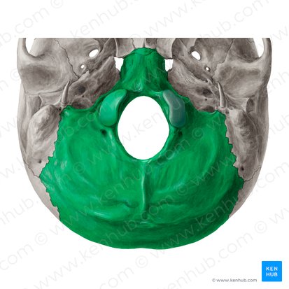 Occipital bone (Os occipitale); Image: Yousun Koh