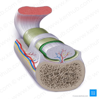 Capa sinovial interna de la vaina tendinosa (Stratum synovalis internus vaginae tendinis); Imagen: Paul Kim
