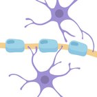 Cellules gliales