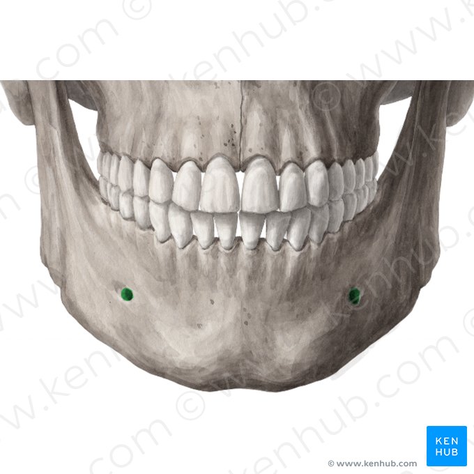 Foramen mentoniano de la mandíbula (Foramen mentale mandibulae); Imagen: Yousun Koh