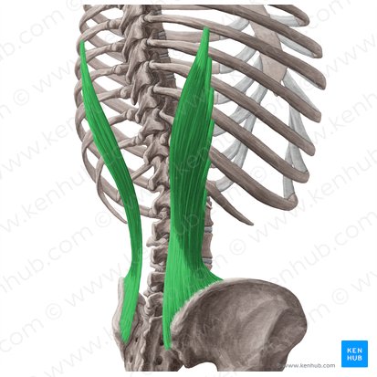 Musculus iliocostalis lumborum (Darmbein-Rippen-Muskel der Lende); Bild: Yousun Koh