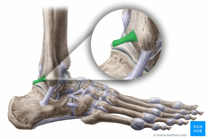 Posterior talofibular ligament - lateral-left view