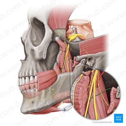 Cuerda del tímpano (Chorda tympani); Imagen: Paul Kim