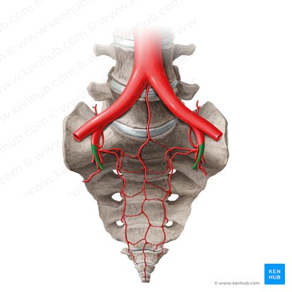 Anterior division of internal iliac artery (Divisio anterior arteriae iliacae internae); Image: Paul Kim