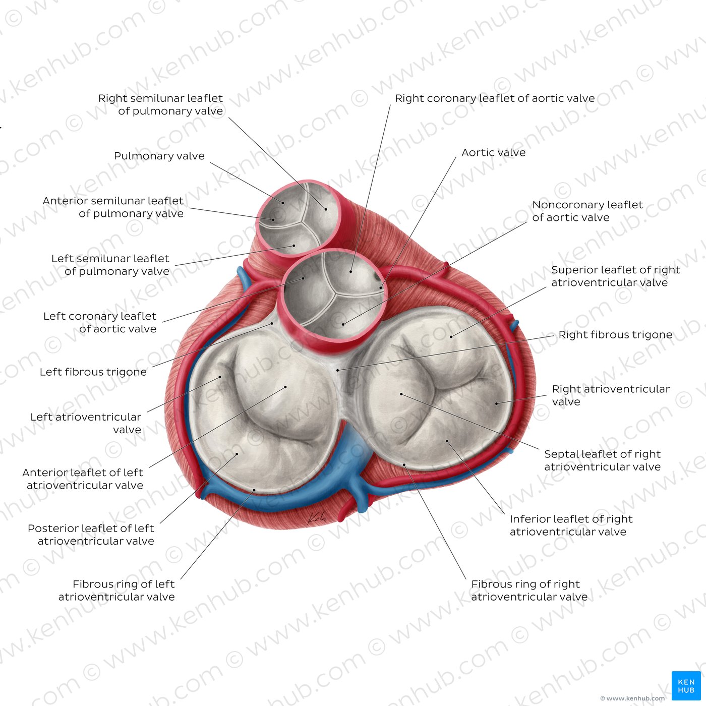 Fibrous skeleton of the heart Anatomy and function Kenhub