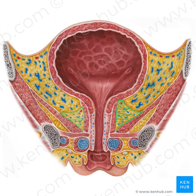 Arco tendídneo da fáscia pélvica (Arcus tendineus fasciae pelvis); Imagem: Irina Münstermann