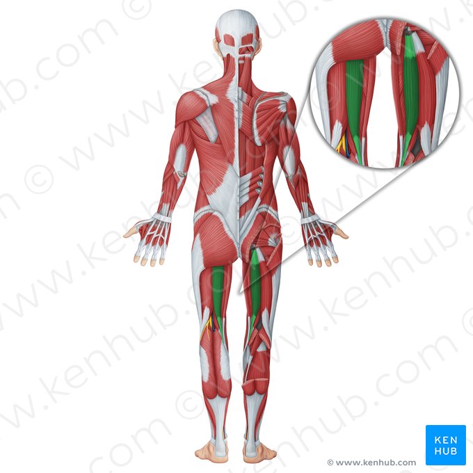 Músculo semitendíneo (Musculus semitendinosus); Imagem: Irina Münstermann