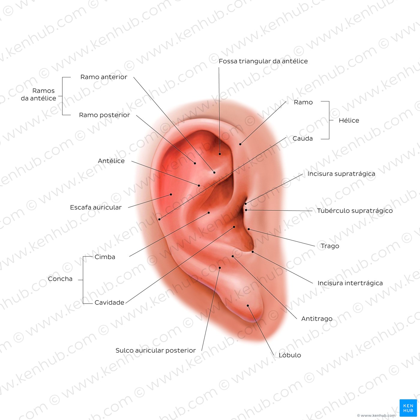 External ear: lateral view