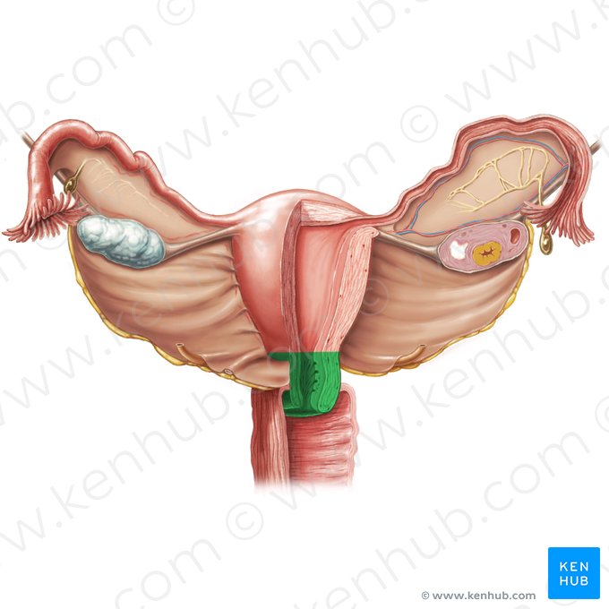 Cervix of uterus (Cervix uteri); Image: Samantha Zimmerman