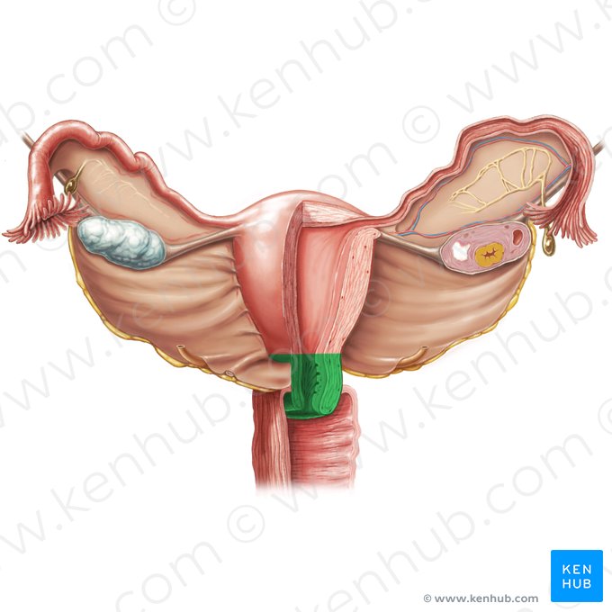 Col de l'utérus (Cervix uteri); Image : Samantha Zimmerman