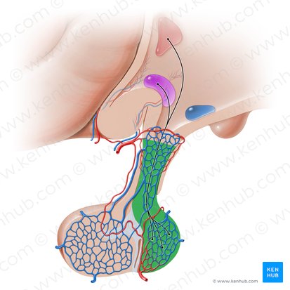 Neurohipófisis (Neurohypophysis); Imagen: Paul Kim