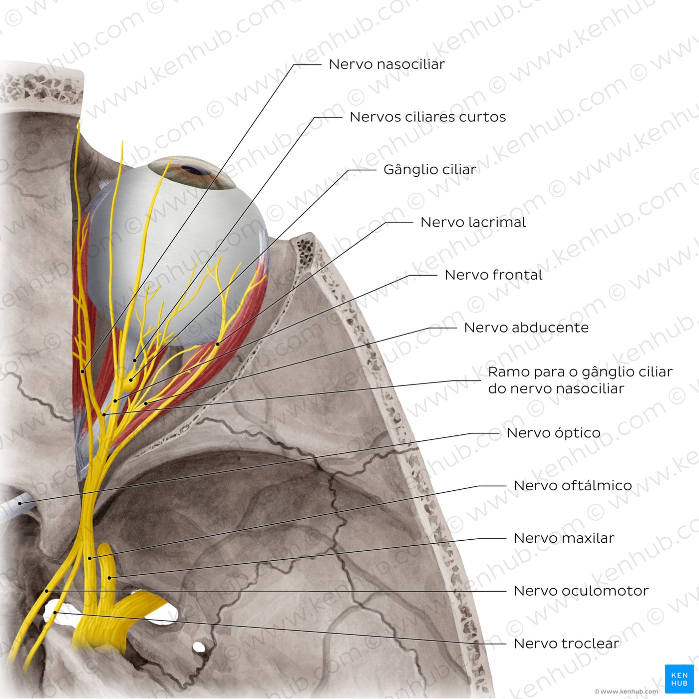 Nerves of orbit (Superior view)