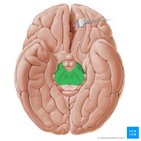 Cerebral peduncle