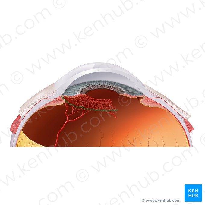 Círculo arterial mayor del iris (Circulus arteriosus major iridis); Imagen: Paul Kim