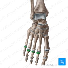 Bases of proximal phalanges of 2nd-5th toes (Bases phalangium proximalium digitorum pedis 2-5); Image: Liene Znotina