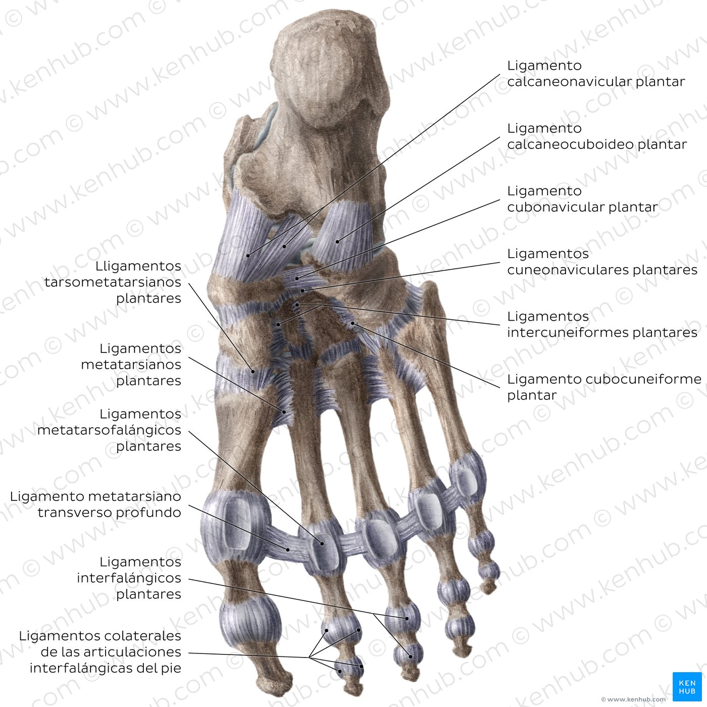 Ligaments of the foot (plantar view)