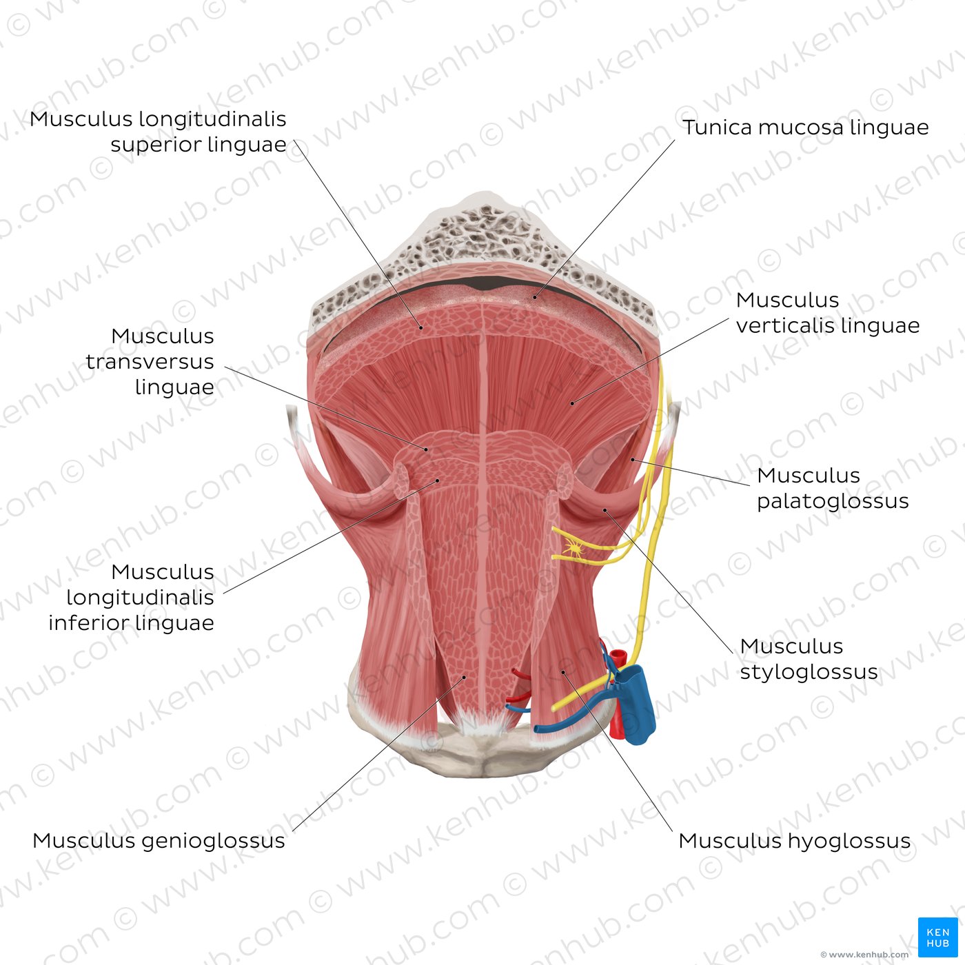Tongue muscles (overview): coronal section