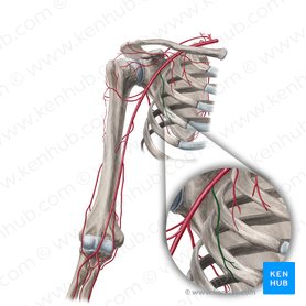 Lateral thoracic artery (Arteria thoracica lateralis); Image: Yousun Koh