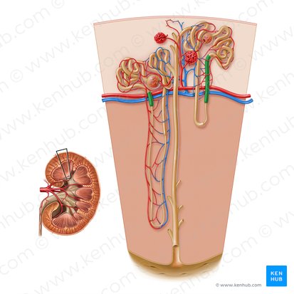 Pars recta tubuli proximalis (Proximaler gerader Tubulus); Bild: Paul Kim