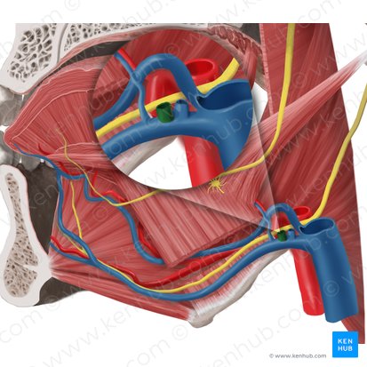 Vena facialis (Gesichtsvene); Bild: Begoña Rodriguez