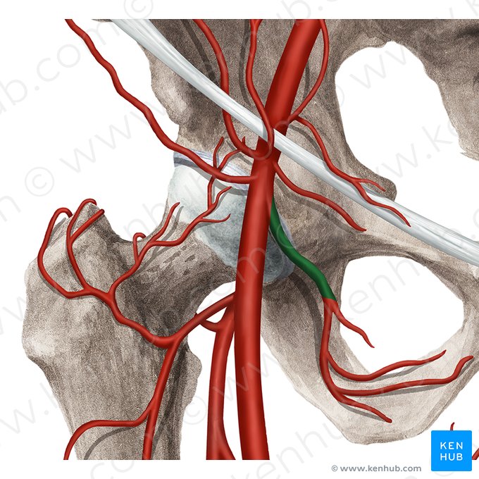Arteria pudenda externa profunda (Tiefe äußere Schamarterie); Bild: Rebecca Betts