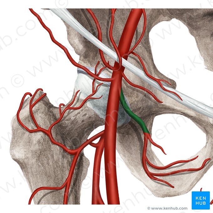 Arteria pudenda externa profunda; Imagem: Rebecca Betts