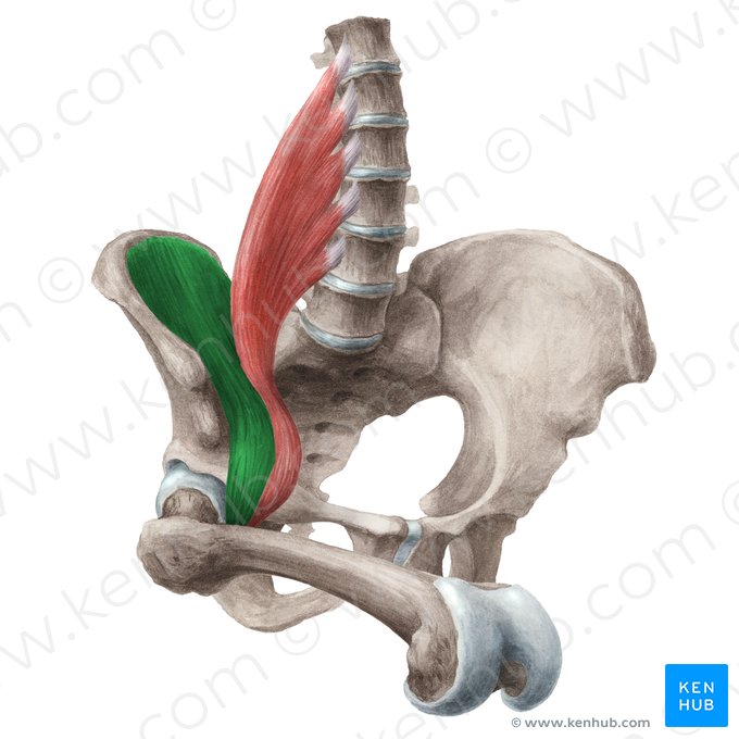 Músculo ilíaco (Musculus iliacus); Imagem: Liene Znotina