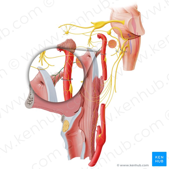 Ramo tubário do plexo timpânico (Ramus tubarius plexus tympanici); Imagem: Paul Kim